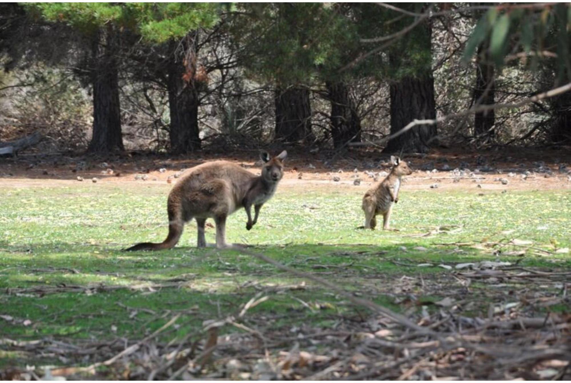 Discovery Parks - Kangaroo Island Flinders Chase Eksteriør bilde